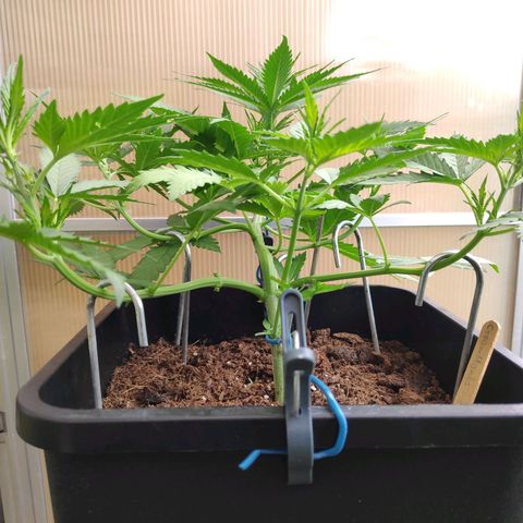 Cream Mandarine XL Auto #3 growlog timeline photo