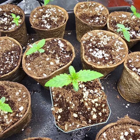 Banana Jealousy   https://softsecrets.com/en-GB/article/how-grow-seedsmans-banana-jealousy growlog photo: 2x4 tent.  Plastic container has outperformed all others.  Roots appearing at bottom of peat Pots. Great white given soil drench 2 days ago
