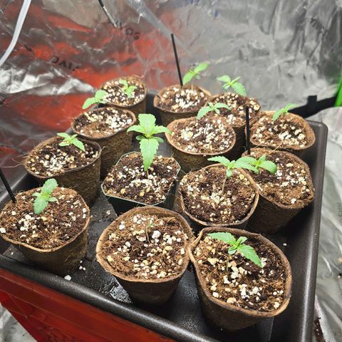 Banana Jealousy   https://softsecrets.com/en-GB/article/how-grow-seedsmans-banana-jealousy growlog timeline photo