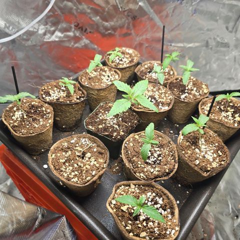 Banana Jealousy   https://softsecrets.com/en-GB/article/how-grow-seedsmans-banana-jealousy growlog photo: White roots coming out of bottom of the Pots. Probably should have waited longer on the stash blend. They didn't look bad but looked better prior to that feeding. 