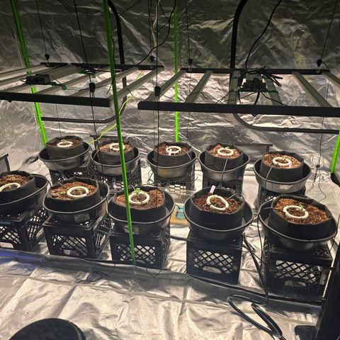 Banana Jealousy   https://softsecrets.com/en-GB/article/how-grow-seedsmans-banana-jealousy growlog photo: Transplant day. I probably should have waited 3 or 4 more days.  