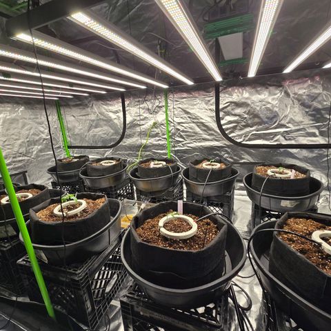 Banana Jealousy   https://softsecrets.com/en-GB/article/how-grow-seedsmans-banana-jealousy growlog timeline photo