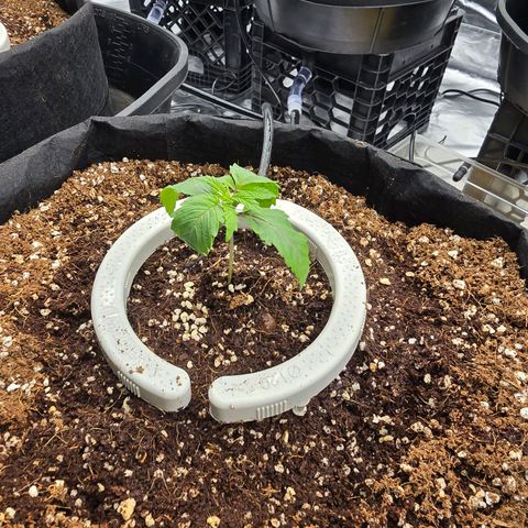 Banana Jealousy   https://softsecrets.com/en-GB/article/how-grow-seedsmans-banana-jealousy growlog timeline photo