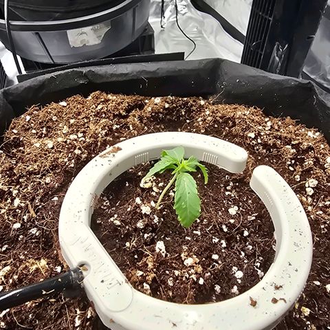 Banana Jealousy   https://softsecrets.com/en-GB/article/how-grow-seedsmans-banana-jealousy growlog timeline photo