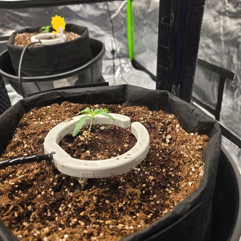 Banana Jealousy   https://softsecrets.com/en-GB/article/how-grow-seedsmans-banana-jealousy growlog timeline photo