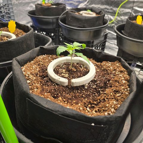 Banana Jealousy   https://softsecrets.com/en-GB/article/how-grow-seedsmans-banana-jealousy growlog timeline photo