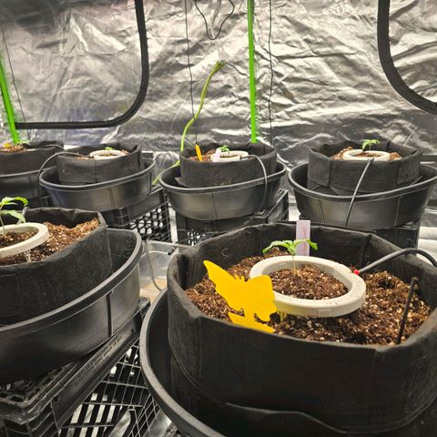 Banana Jealousy   https://softsecrets.com/en-GB/article/how-grow-seedsmans-banana-jealousy growlog timeline photo