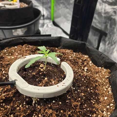 Banana Jealousy   https://softsecrets.com/en-GB/article/how-grow-seedsmans-banana-jealousy growlog photo: Ppfd turned down to 250-300 range.  Not sure if they like this better or not. 