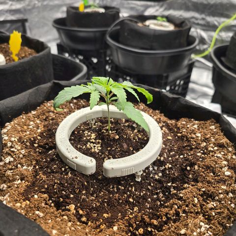 Banana Jealousy   https://softsecrets.com/en-GB/article/how-grow-seedsmans-banana-jealousy growlog photo: Ppfd turned down to 250-300 range.  Not sure if they like this better or not. 