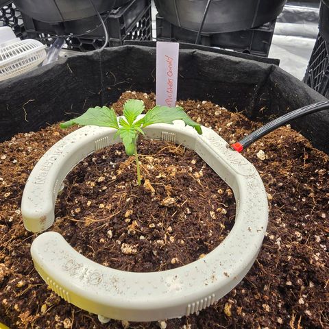Banana Jealousy   https://softsecrets.com/en-GB/article/how-grow-seedsmans-banana-jealousy growlog photo: Ppfd turned down to 250-300 range.  Not sure if they like this better or not. 