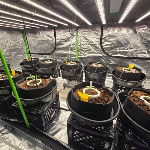Banana Jealousy   https://softsecrets.com/en-GB/article/how-grow-seedsmans-banana-jealousy growlog photo: Ppfd turned down to 250-300 range.  Not sure if they like this better or not. 