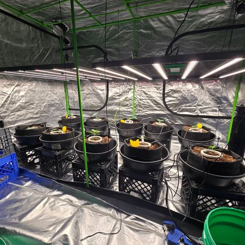 Banana Jealousy   https://softsecrets.com/en-GB/article/how-grow-seedsmans-banana-jealousy growlog photo: Good growth. Thinking about mixing stronger nutrients next fill of the tank. Feel like the leaves could be greener. 