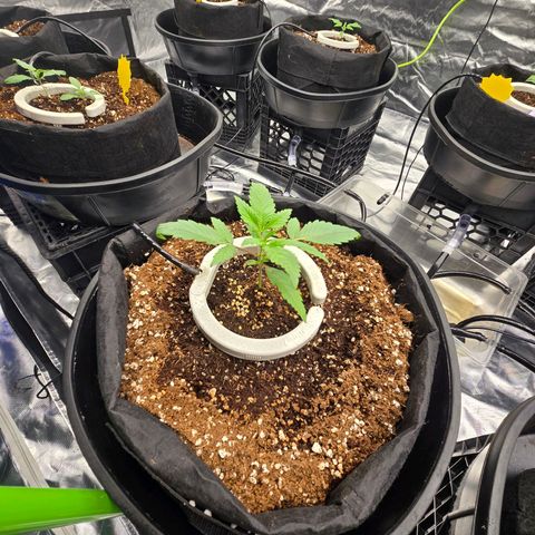 Banana Jealousy   https://softsecrets.com/en-GB/article/how-grow-seedsmans-banana-jealousy growlog photo: Good growth. Thinking about mixing stronger nutrients next fill of the tank. Feel like the leaves could be greener. 