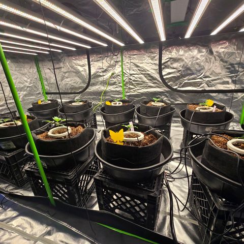 Banana Jealousy   https://softsecrets.com/en-GB/article/how-grow-seedsmans-banana-jealousy growlog photo: Good growth. Thinking about mixing stronger nutrients next fill of the tank. Feel like the leaves could be greener. 