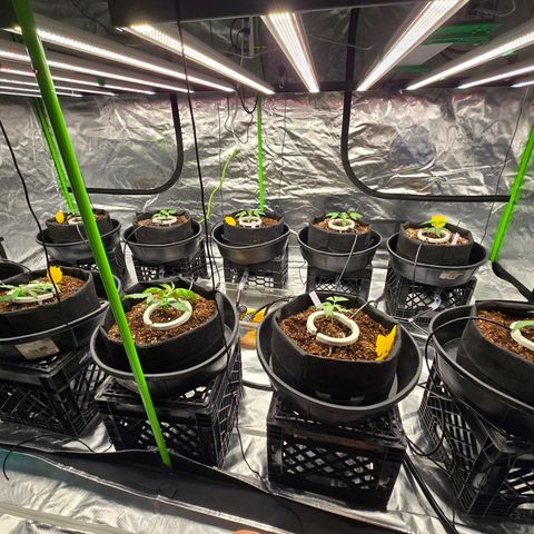 Banana Jealousy   https://softsecrets.com/en-GB/article/how-grow-seedsmans-banana-jealousy growlog timeline photo