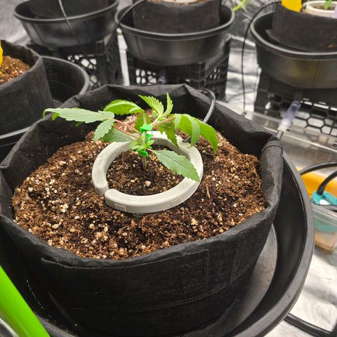 Banana Jealousy   https://softsecrets.com/en-GB/article/how-grow-seedsmans-banana-jealousy growlog timeline photo