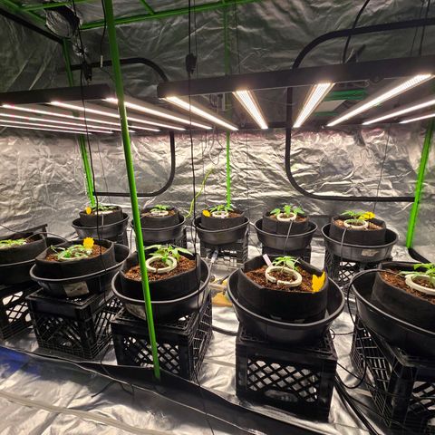 Banana Jealousy   https://softsecrets.com/en-GB/article/how-grow-seedsmans-banana-jealousy growlog timeline photo
