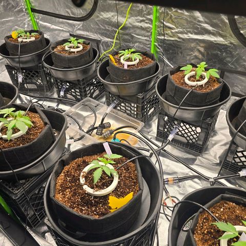Banana Jealousy   https://softsecrets.com/en-GB/article/how-grow-seedsmans-banana-jealousy growlog timeline photo