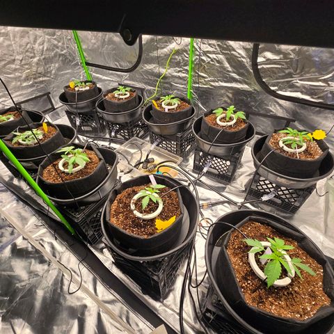 Banana Jealousy   https://softsecrets.com/en-GB/article/how-grow-seedsmans-banana-jealousy growlog timeline photo