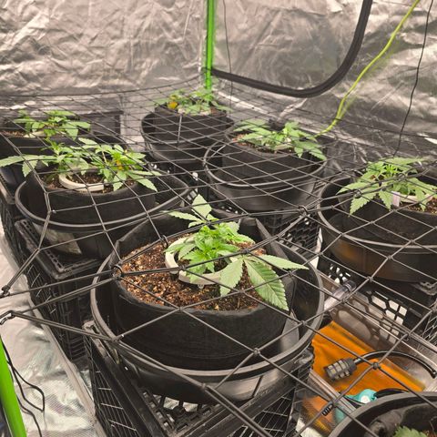 Banana Jealousy   https://softsecrets.com/en-GB/article/how-grow-seedsmans-banana-jealousy growlog photo: Daily  pushing then down under the scroging 