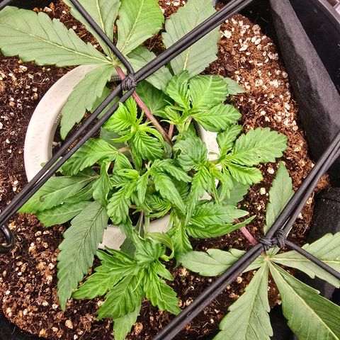 Banana Jealousy   https://softsecrets.com/en-GB/article/how-grow-seedsmans-banana-jealousy growlog photo: Daily  pushing then down under the scroging 