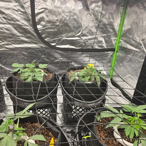 Banana Jealousy   https://softsecrets.com/en-GB/article/how-grow-seedsmans-banana-jealousy growlog photo: Daily  pushing then down under the scroging 