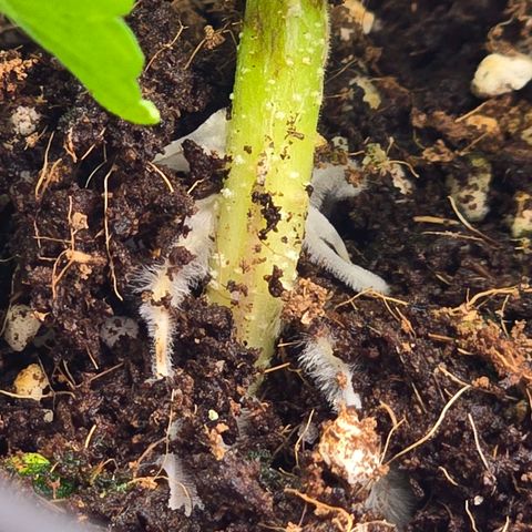 Banana Jealousy   https://softsecrets.com/en-GB/article/how-grow-seedsmans-banana-jealousy growlog timeline photo