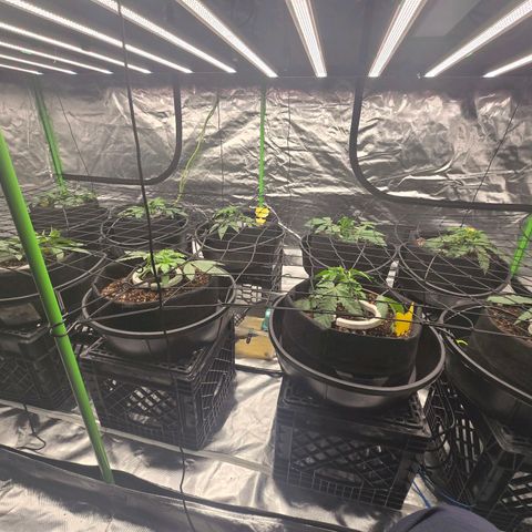 Banana Jealousy   https://softsecrets.com/en-GB/article/how-grow-seedsmans-banana-jealousy growlog timeline photo