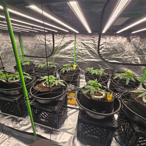 Banana Jealousy   https://softsecrets.com/en-GB/article/how-grow-seedsmans-banana-jealousy growlog timeline photo