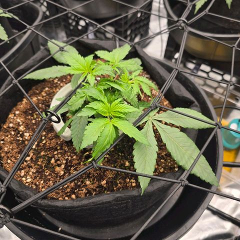 Banana Jealousy   https://softsecrets.com/en-GB/article/how-grow-seedsmans-banana-jealousy growlog timeline photo