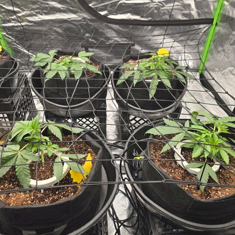 Banana Jealousy   https://softsecrets.com/en-GB/article/how-grow-seedsmans-banana-jealousy growlog timeline photo