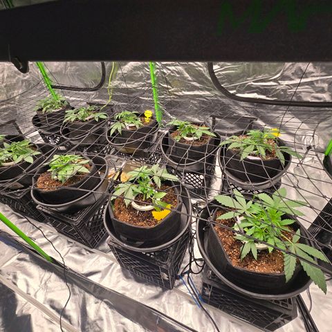 Banana Jealousy   https://softsecrets.com/en-GB/article/how-grow-seedsmans-banana-jealousy growlog timeline photo