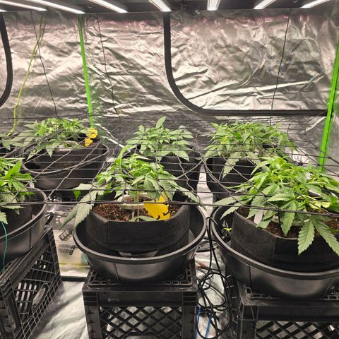 Banana Jealousy   https://softsecrets.com/en-GB/article/how-grow-seedsmans-banana-jealousy growlog photo: Bent them all over and pulled some lower growth