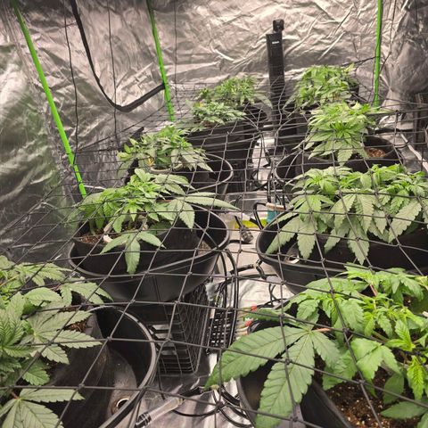 Banana Jealousy   https://softsecrets.com/en-GB/article/how-grow-seedsmans-banana-jealousy growlog photo: Bent them all over and pulled some lower growth