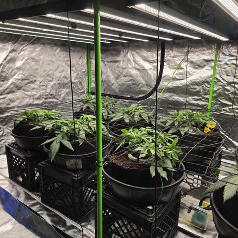 Banana Jealousy   https://softsecrets.com/en-GB/article/how-grow-seedsmans-banana-jealousy growlog photo: Bent them all over and pulled some lower growth