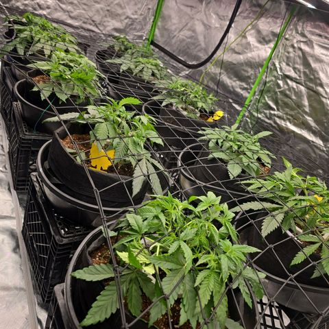Banana Jealousy   https://softsecrets.com/en-GB/article/how-grow-seedsmans-banana-jealousy growlog photo: Doing great!!!