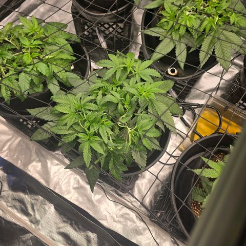 Banana Jealousy   https://softsecrets.com/en-GB/article/how-grow-seedsmans-banana-jealousy growlog photo: Responded well to the increase in light.  Can't seem to perfect the watering amount. Just started 2 watering per day 3 min each time.  
5 min 2x a day resulted in a lot of extra run off. 
Would try and use it but ph is almost 7. Ppm is around 400 feeding is 770. 
I'm going to dial back the nutrients a little bit. 