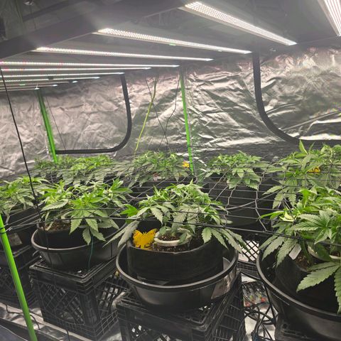 Banana Jealousy   https://softsecrets.com/en-GB/article/how-grow-seedsmans-banana-jealousy growlog photo: Responded well to the increase in light.  Can't seem to perfect the watering amount. Just started 2 watering per day 3 min each time.  
5 min 2x a day resulted in a lot of extra run off. 
Would try and use it but ph is almost 7. Ppm is around 400 feeding is 770. 
I'm going to dial back the nutrients a little bit. 