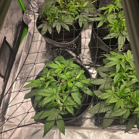 Banana Jealousy   https://softsecrets.com/en-GB/article/how-grow-seedsmans-banana-jealousy growlog photo: Responded well to the increase in light.  Can't seem to perfect the watering amount. Just started 2 watering per day 3 min each time.  
5 min 2x a day resulted in a lot of extra run off. 
Would try and use it but ph is almost 7. Ppm is around 400 feeding is 770. 
I'm going to dial back the nutrients a little bit. 