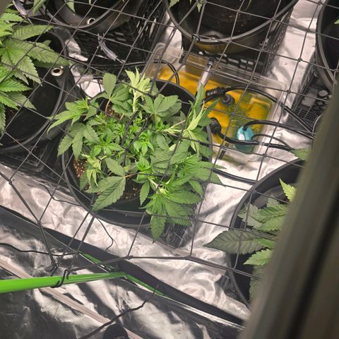 Banana Jealousy   https://softsecrets.com/en-GB/article/how-grow-seedsmans-banana-jealousy growlog photo: Responded well to the increase in light.  Can't seem to perfect the watering amount. Just started 2 watering per day 3 min each time.  
5 min 2x a day resulted in a lot of extra run off. 
Would try and use it but ph is almost 7. Ppm is around 400 feeding is 770. 
I'm going to dial back the nutrients a little bit. 