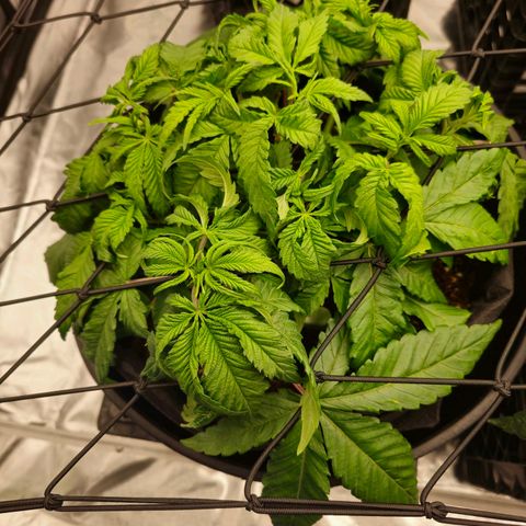 Banana Jealousy   https://softsecrets.com/en-GB/article/how-grow-seedsmans-banana-jealousy growlog timeline photo