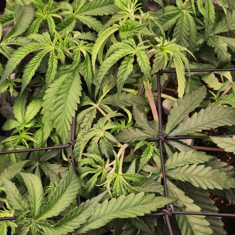 Banana Jealousy   https://softsecrets.com/en-GB/article/how-grow-seedsmans-banana-jealousy growlog timeline photo