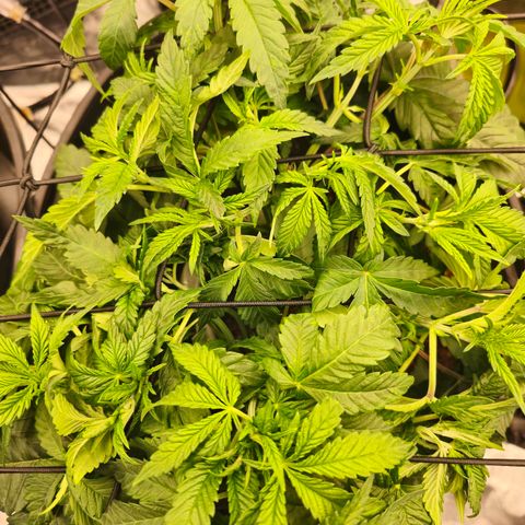Banana Jealousy   https://softsecrets.com/en-GB/article/how-grow-seedsmans-banana-jealousy growlog timeline photo