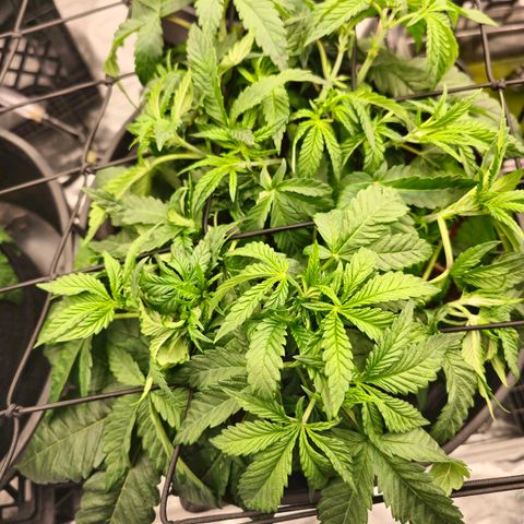Banana Jealousy   https://softsecrets.com/en-GB/article/how-grow-seedsmans-banana-jealousy growlog timeline photo