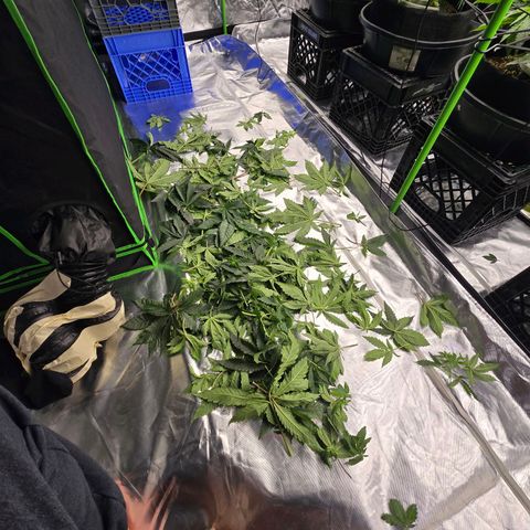Banana Jealousy   https://softsecrets.com/en-GB/article/how-grow-seedsmans-banana-jealousy growlog photo: Look much better after adjusting ph to 5.8
