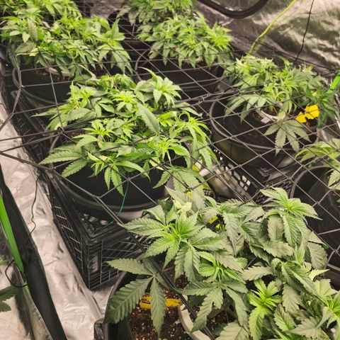 Banana Jealousy   https://softsecrets.com/en-GB/article/how-grow-seedsmans-banana-jealousy growlog photo: Look much better after adjusting ph to 5.8