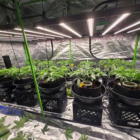 Banana Jealousy   https://softsecrets.com/en-GB/article/how-grow-seedsmans-banana-jealousy growlog photo: Look much better after adjusting ph to 5.8