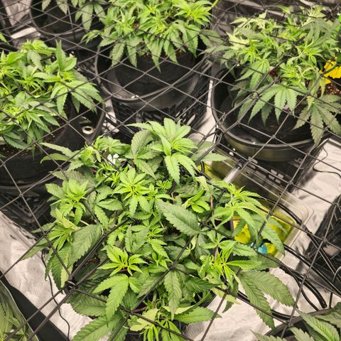 Banana Jealousy   https://softsecrets.com/en-GB/article/how-grow-seedsmans-banana-jealousy growlog photo: Look much better after adjusting ph to 5.8