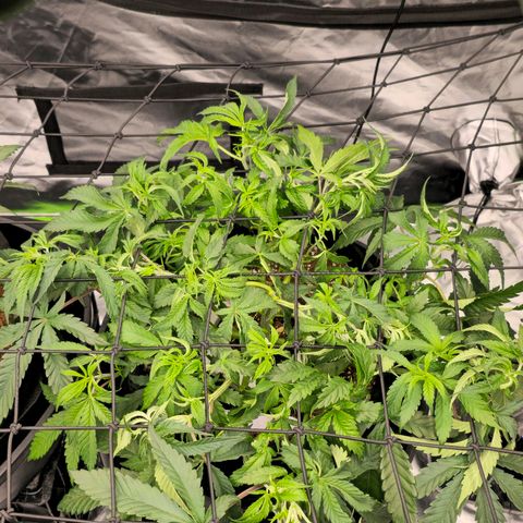 Banana Jealousy   https://softsecrets.com/en-GB/article/how-grow-seedsmans-banana-jealousy growlog timeline photo