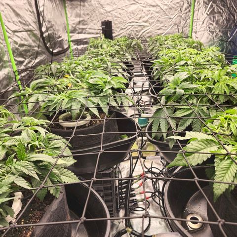 Banana Jealousy   https://softsecrets.com/en-GB/article/how-grow-seedsmans-banana-jealousy growlog timeline photo